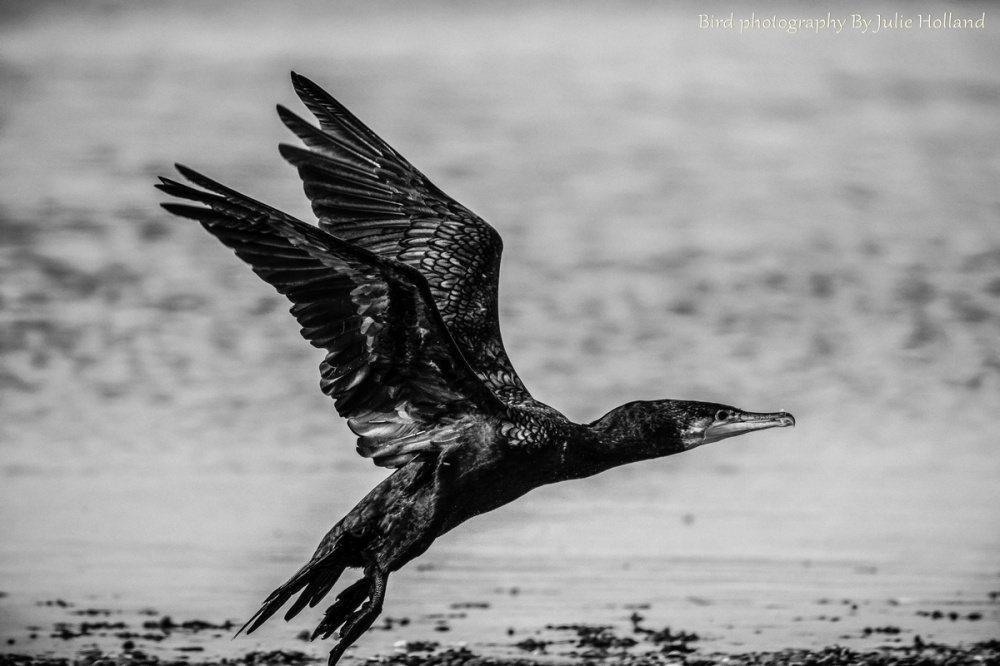 RGBedited cormorant (2 of 3)-Edit